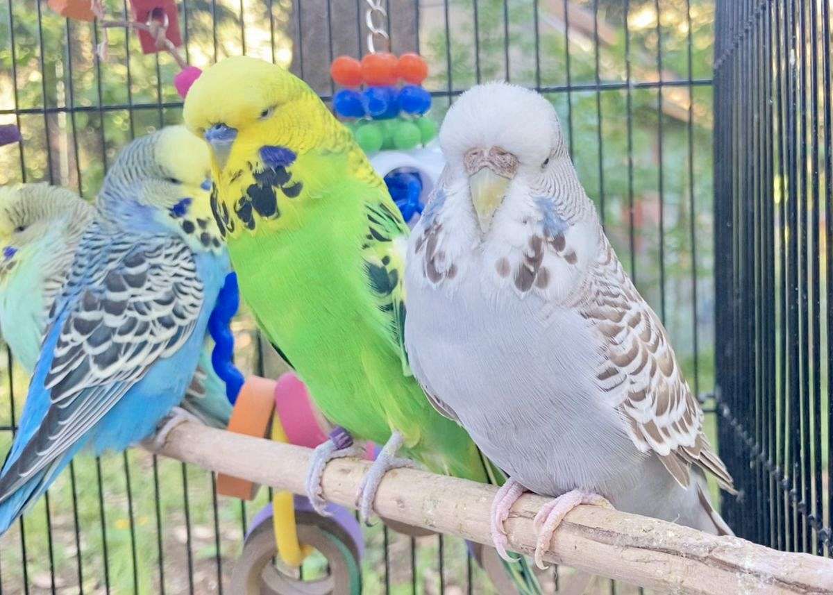 English Budgie Pair