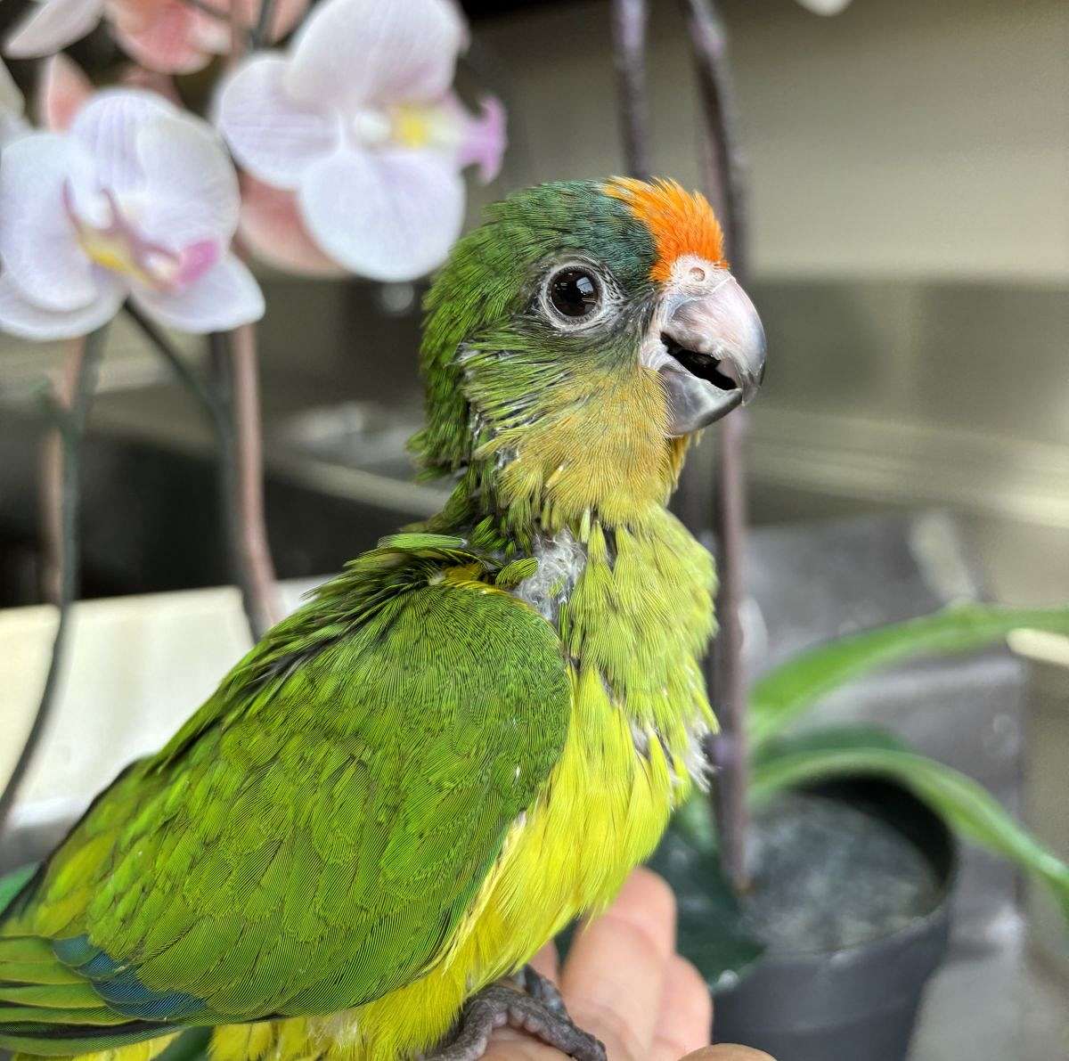 Baby Peach Front Conure Available at Parrot Stars!