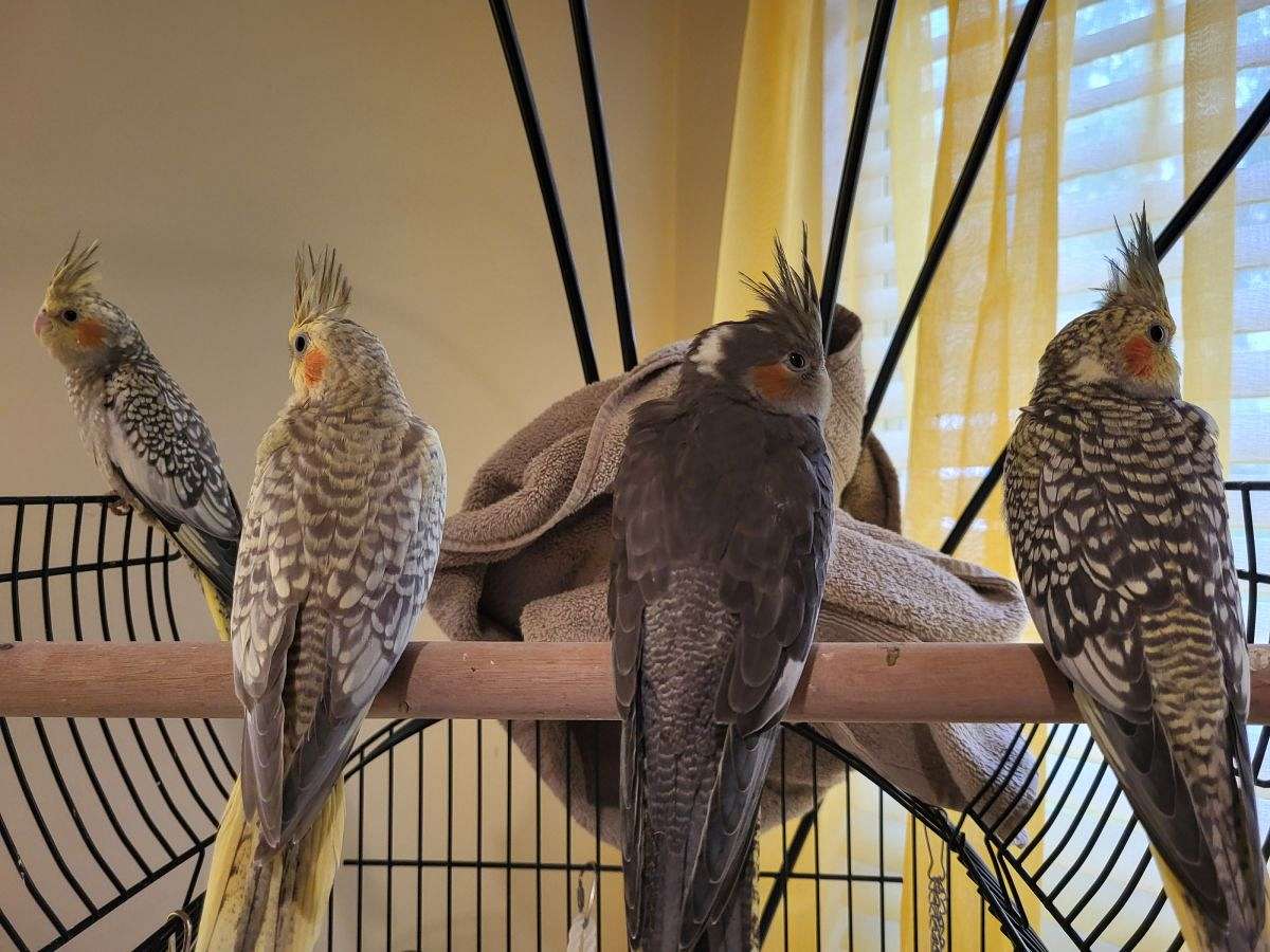 Cinnamon Pearl Cockatiel babies. 7 weeks old.