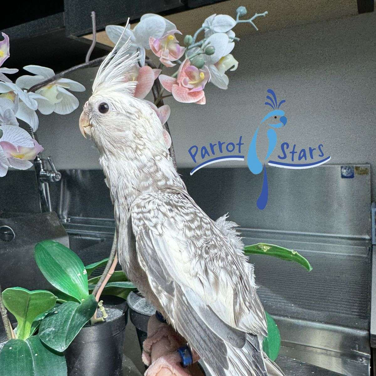 Baby White Face Grey Pearl Cockatiel Available at Parrot Stars!