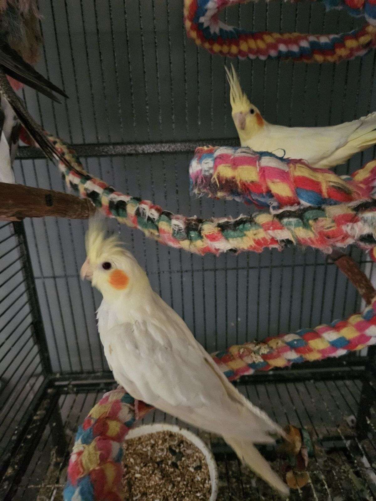 Cockatiels