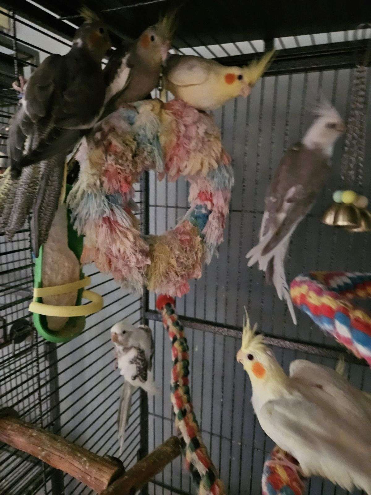 Cockatiels