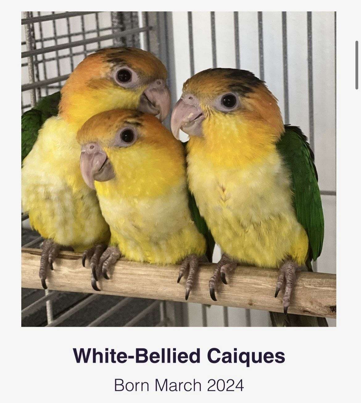 White bellied Caiques