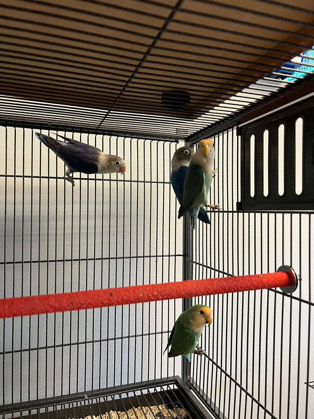 Indian Ringneck Cockatiel Suncheek Lovebird And Parakeet