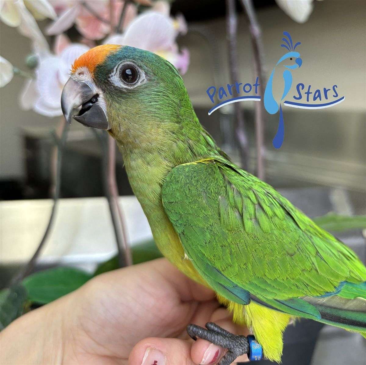 Baby Peach Front Conure Available at Parrot Stars!