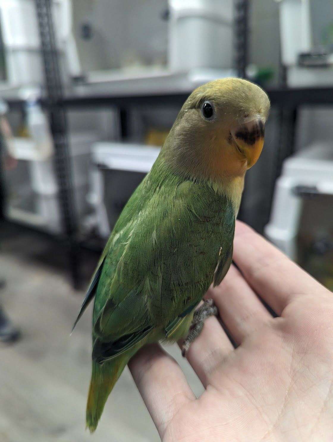 Peach Faced Lovebird