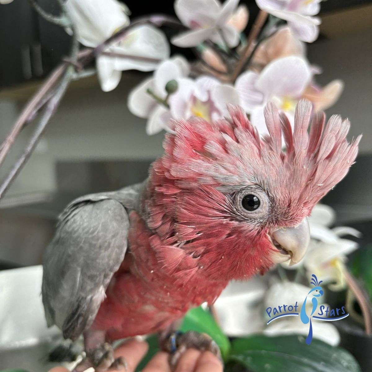 Baby Rose Breasted Cockatoo Available at Parrot Stars!