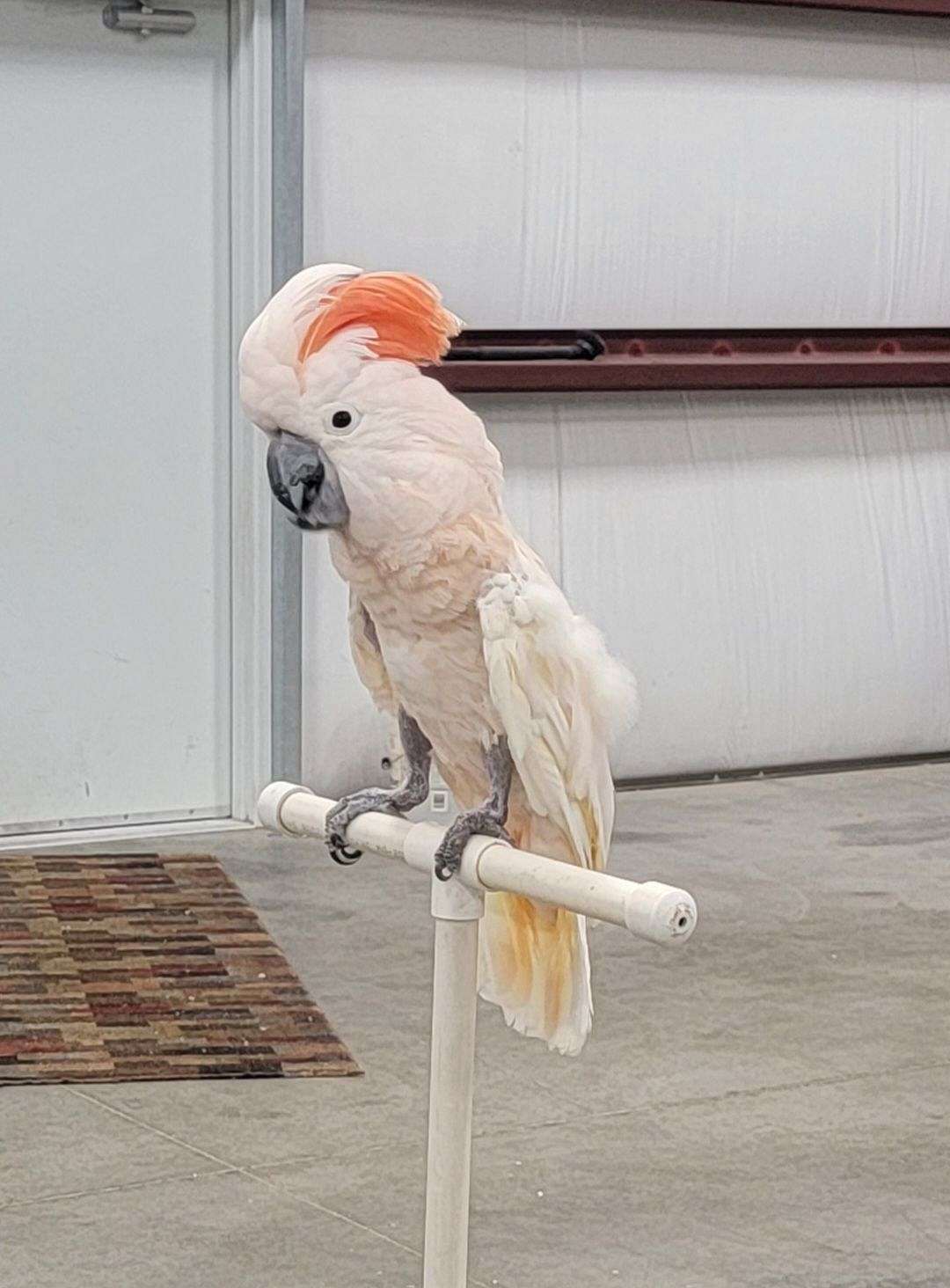 Cockatoo Moluccan