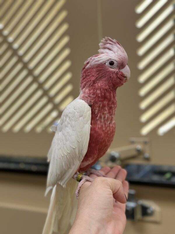 Lutino Galah Cockatoo