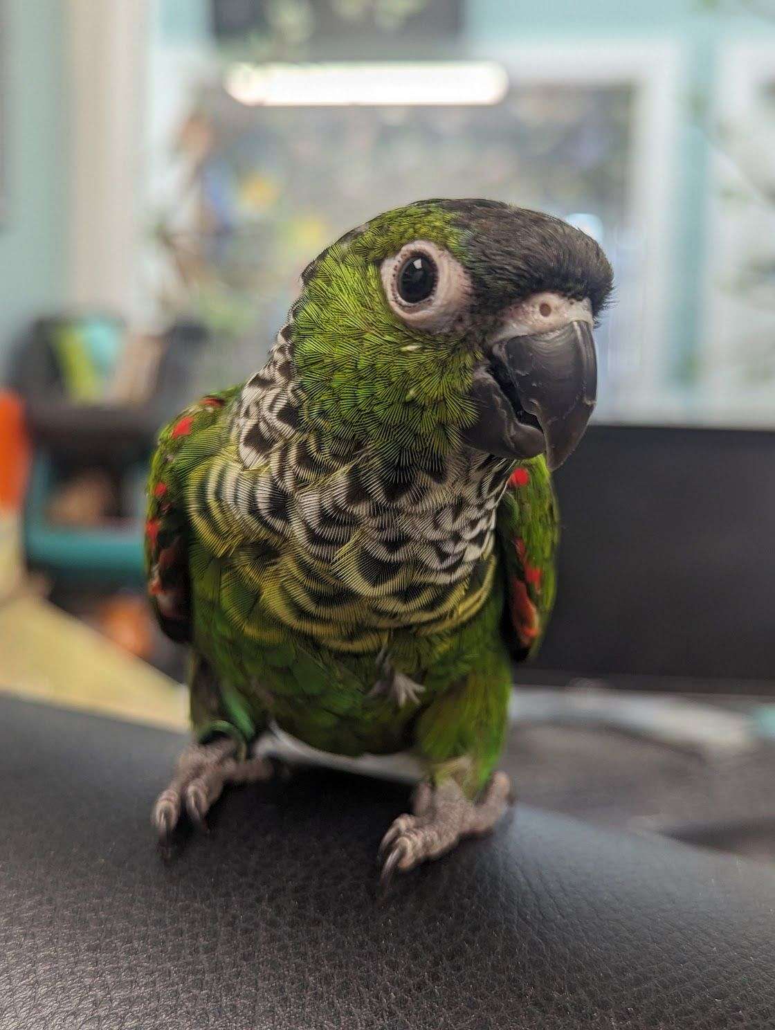 Black Capped Conure