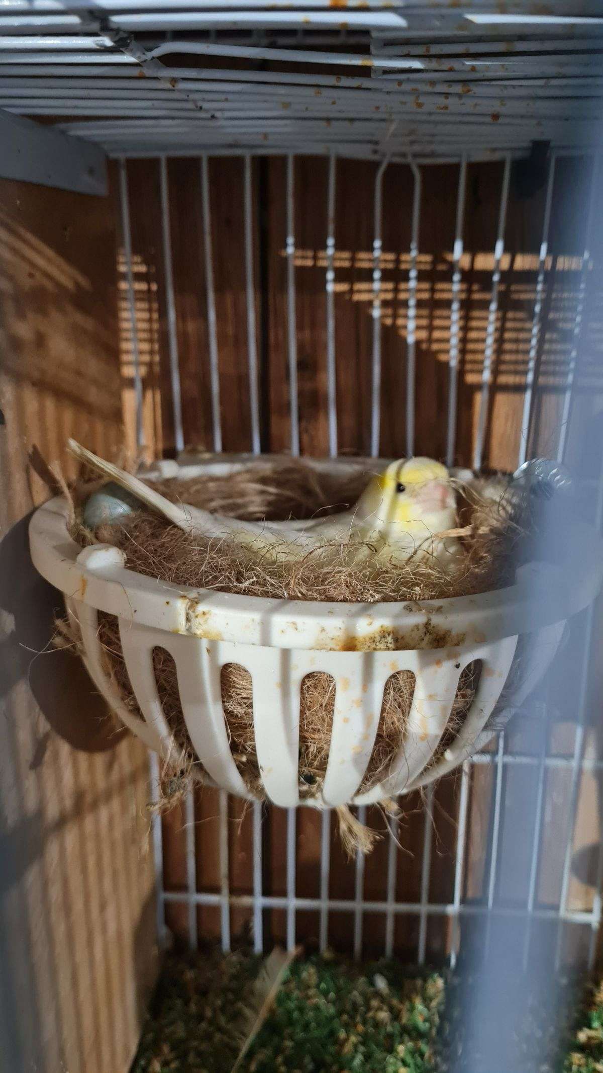 Yellow & White Mosaic Canary