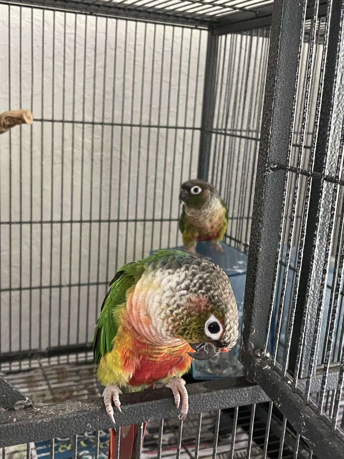 Male And Female Green Cheek Conure Pair