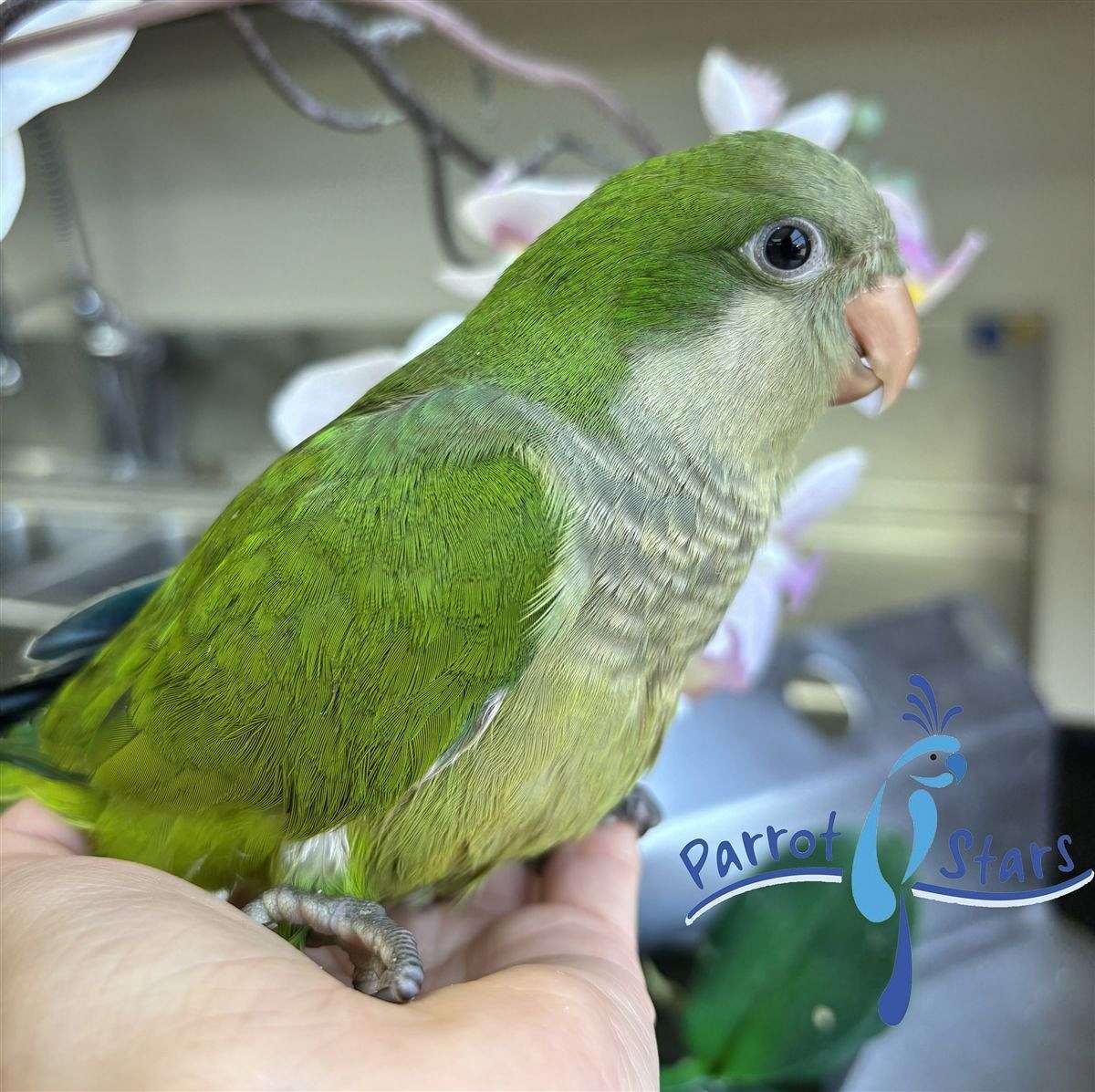 Baby Green Quaker Parrot Available at Parrot Stars!