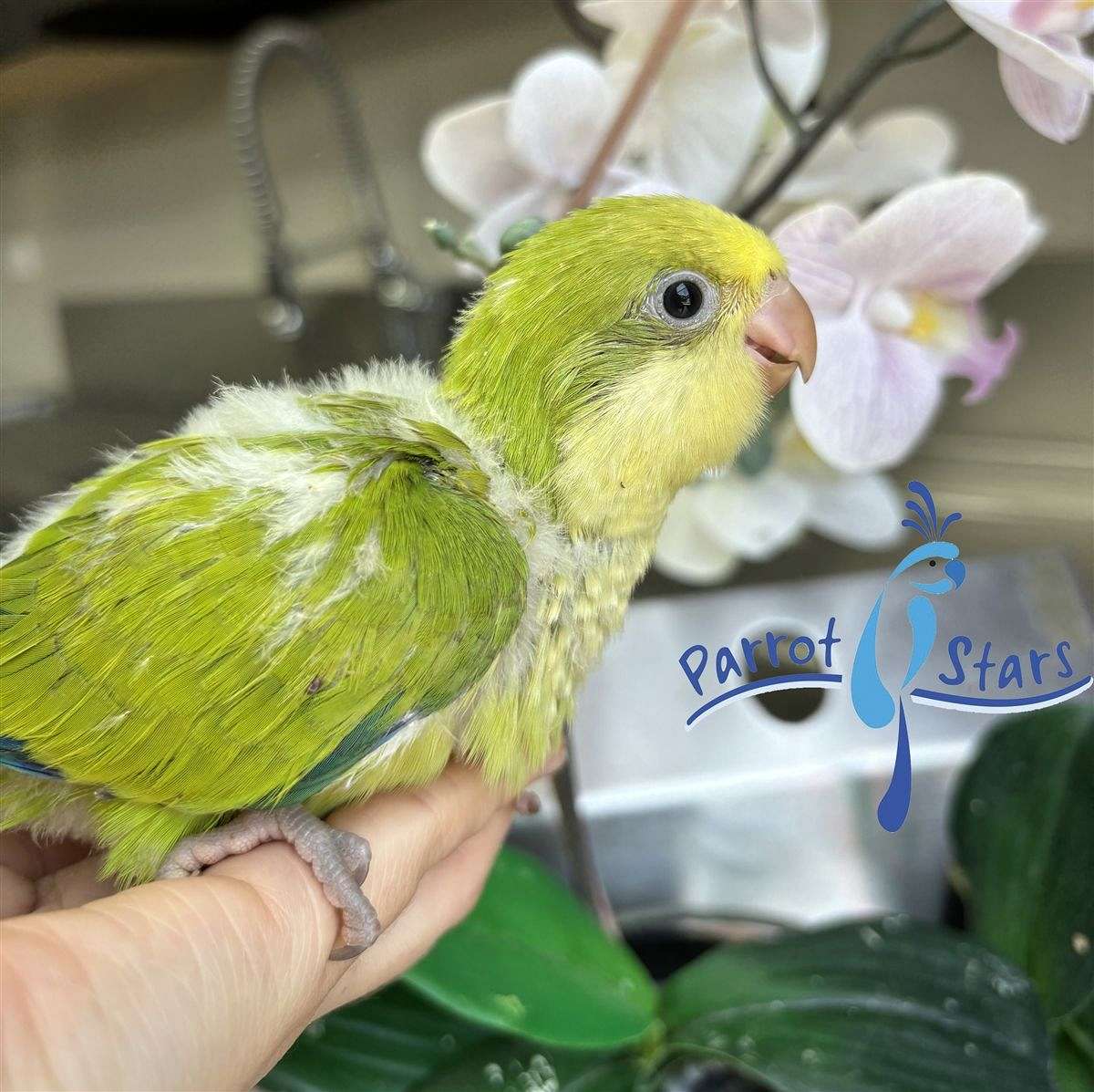 Baby Green Opaline Quaker Parrot Available at Parrot Stars!