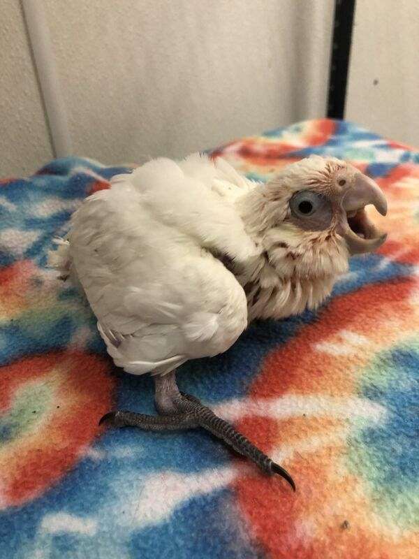 Bare Eyed Cockatoo