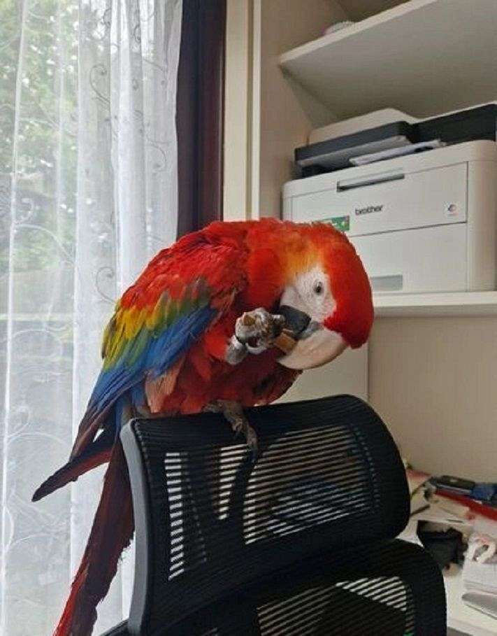 Tamed Baby Scarlet Macaw for Sale