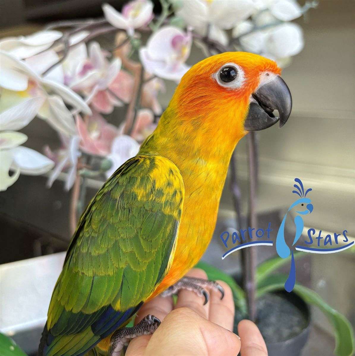 Baby Sun Conure Available at Parrot Stars!