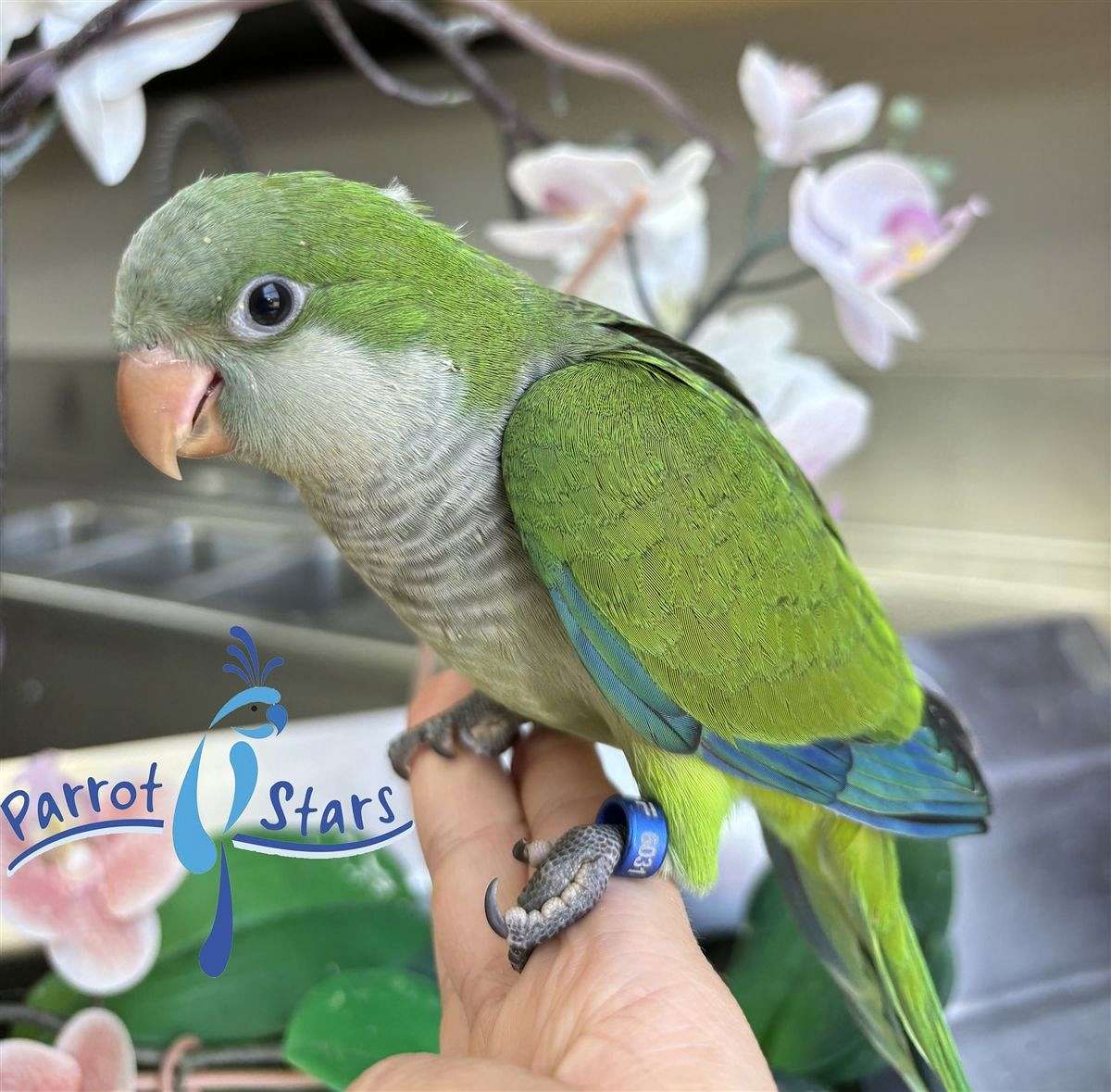 Baby Green Quaker Parrot Available at Parrot Stars!