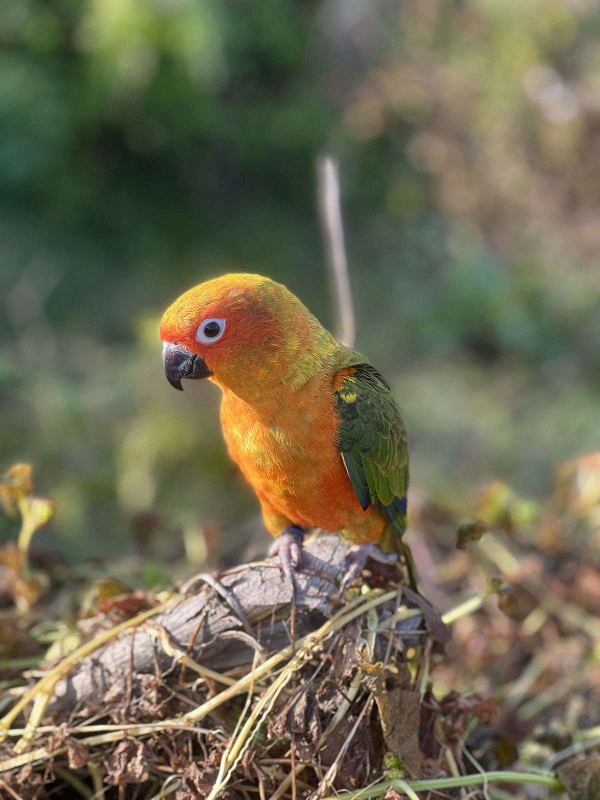 Sun Conure