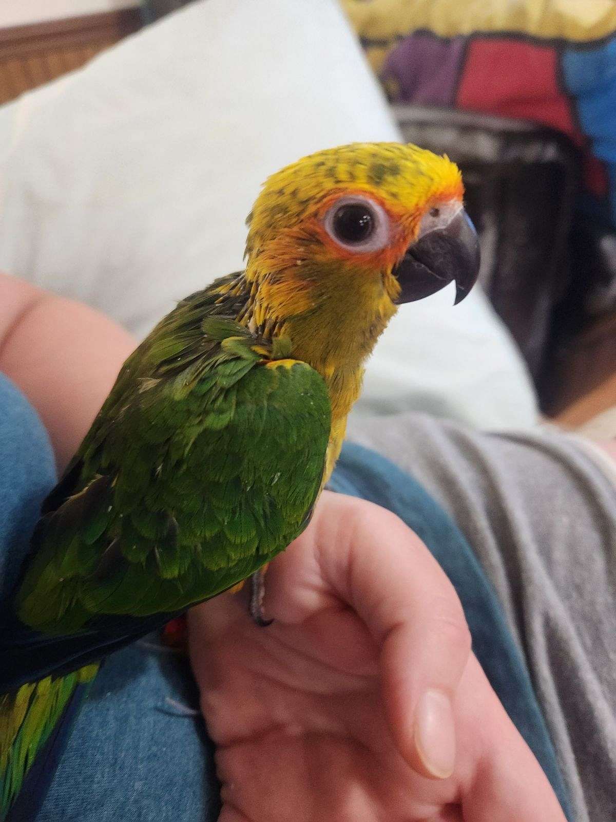 Hybrid Sunday Conure