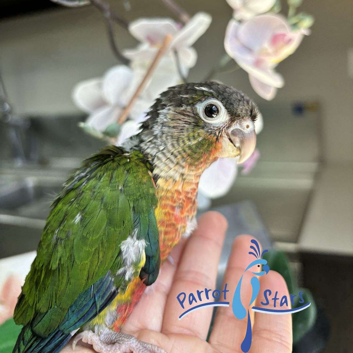 Baby Yellow Sided Green Cheek Conure Available at Parrot Stars!