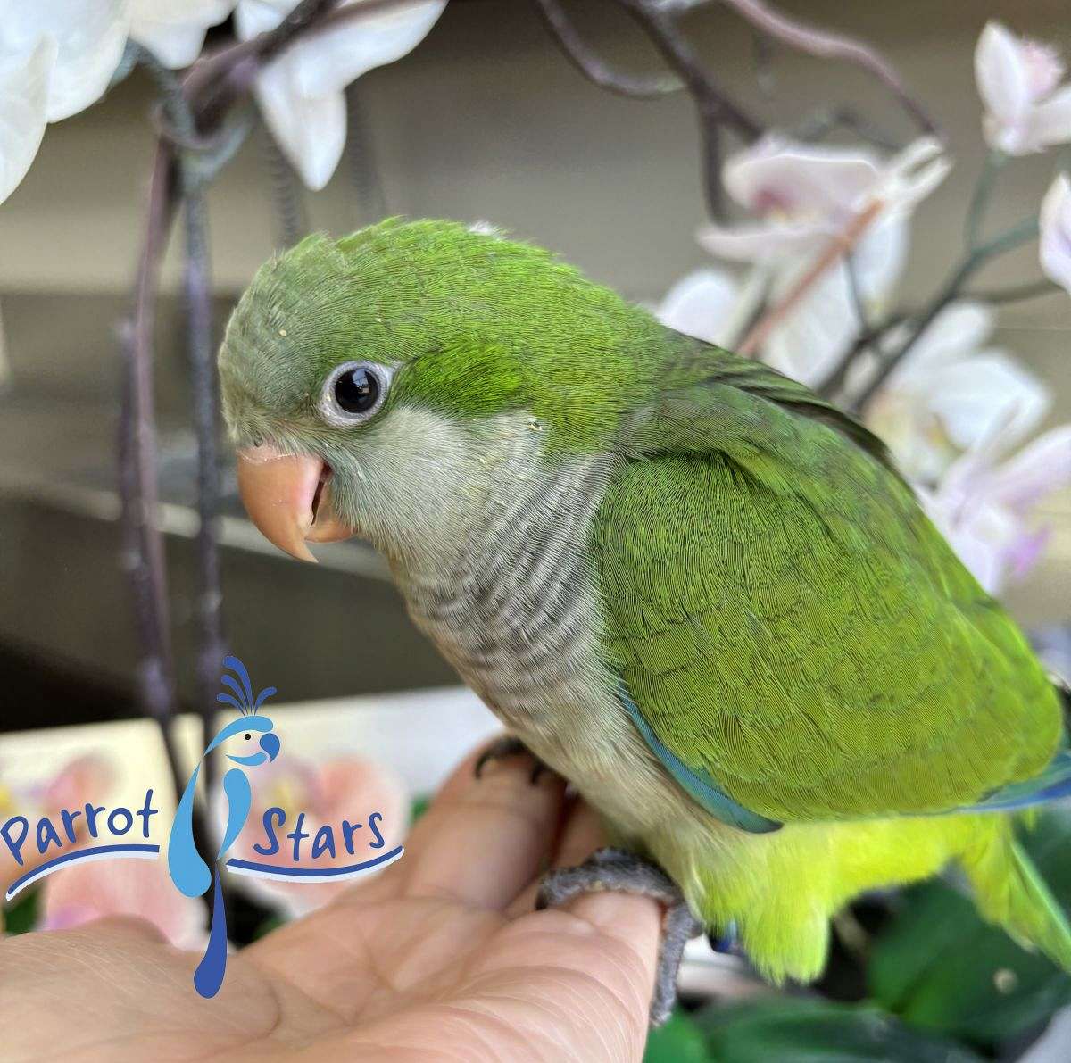 Baby Green Quaker Parrot Available at Parrot Stars!