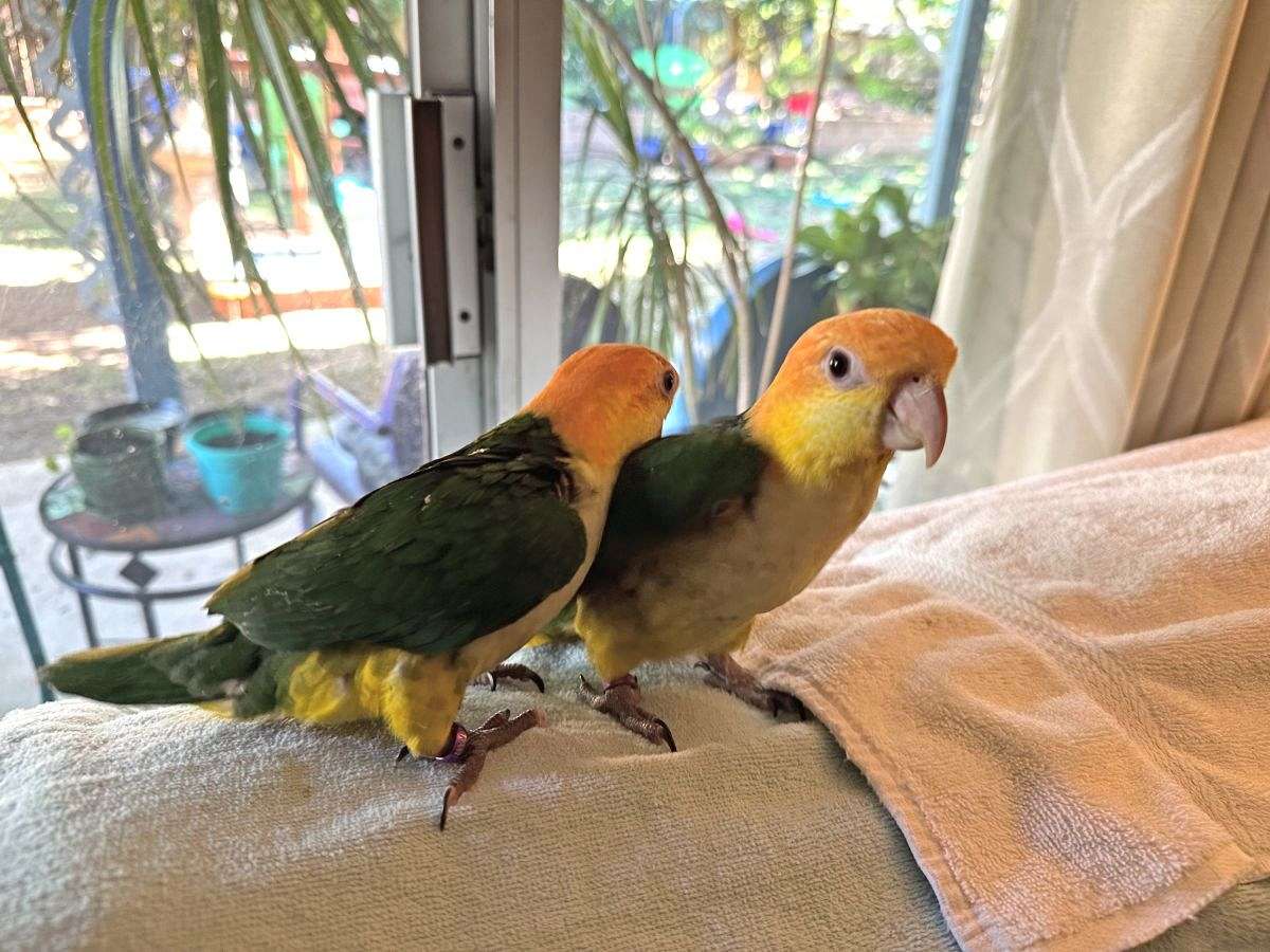 Caique Babies