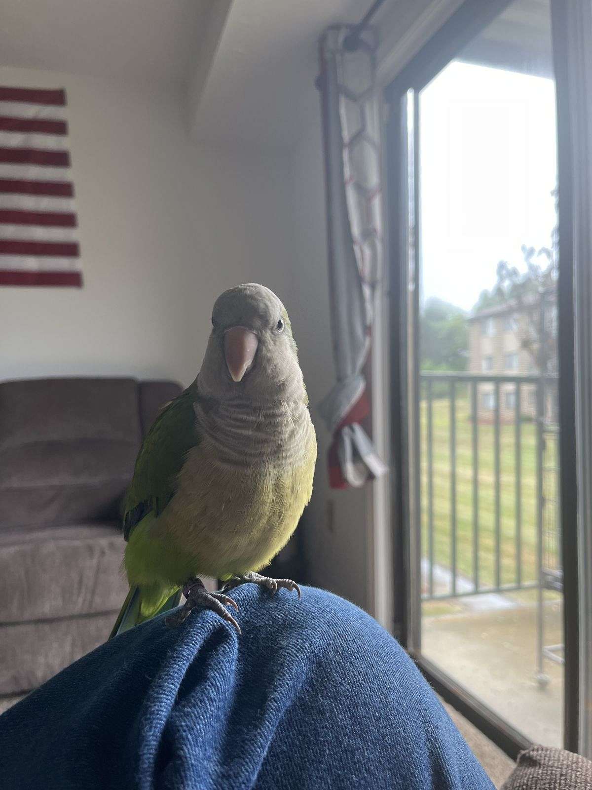 Female Green Quaker Parrot