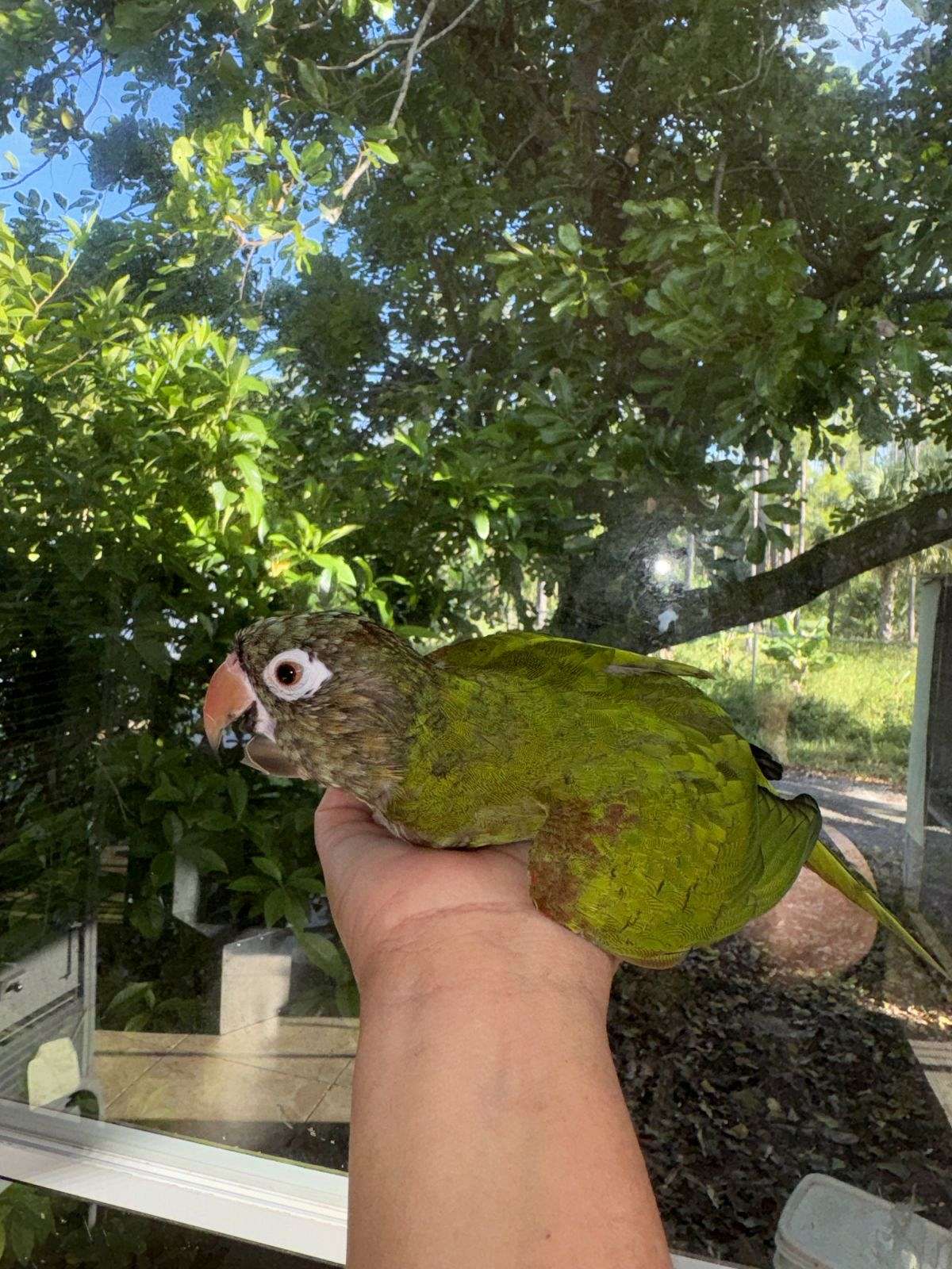 Blue Crown Conure baby