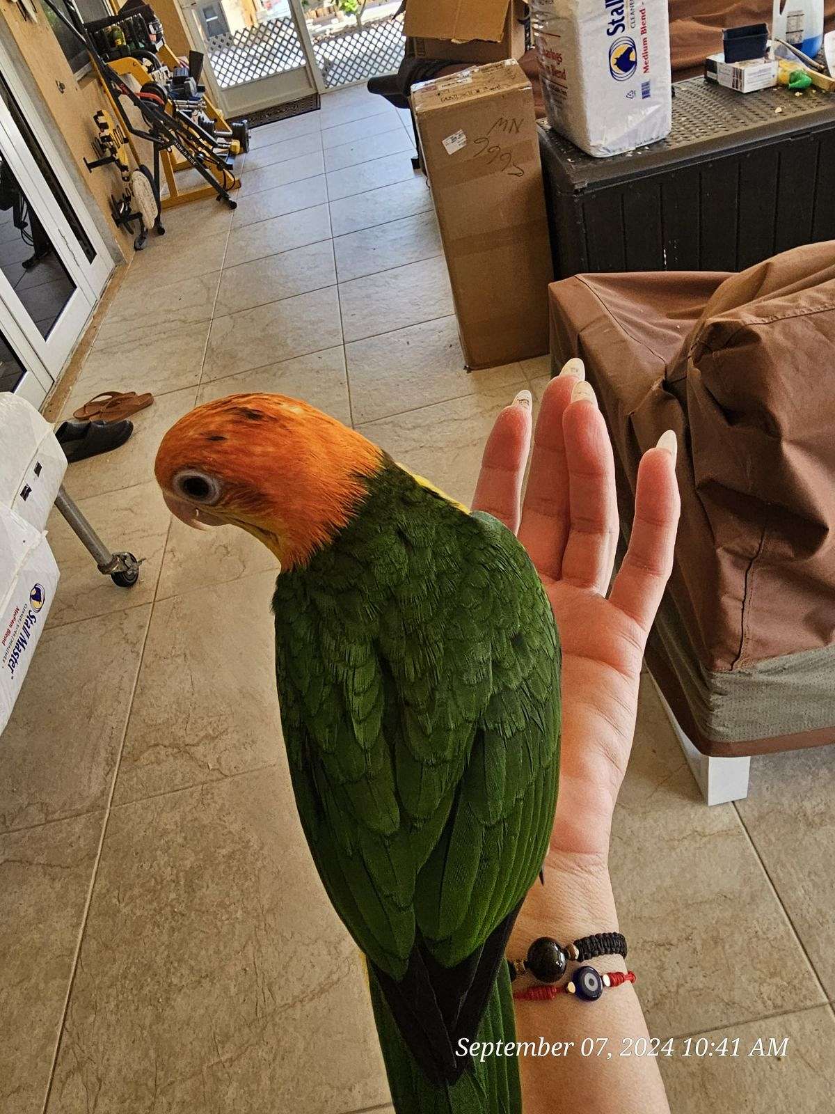Whitebellied caique