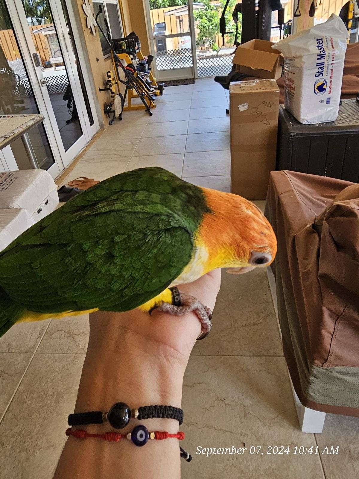white-bellied-caique