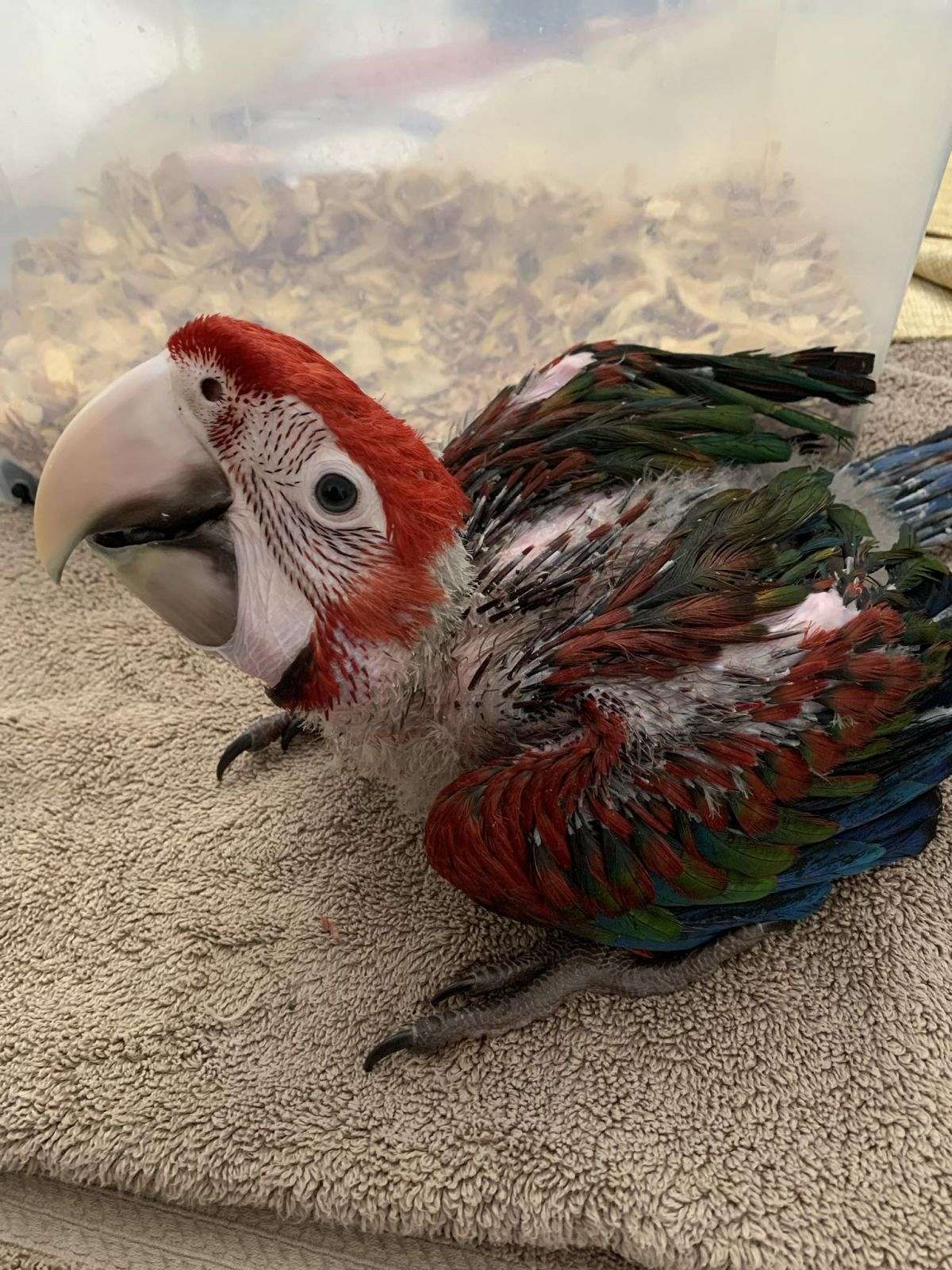 Bird - Now Party Macaw Large Bird Dealers