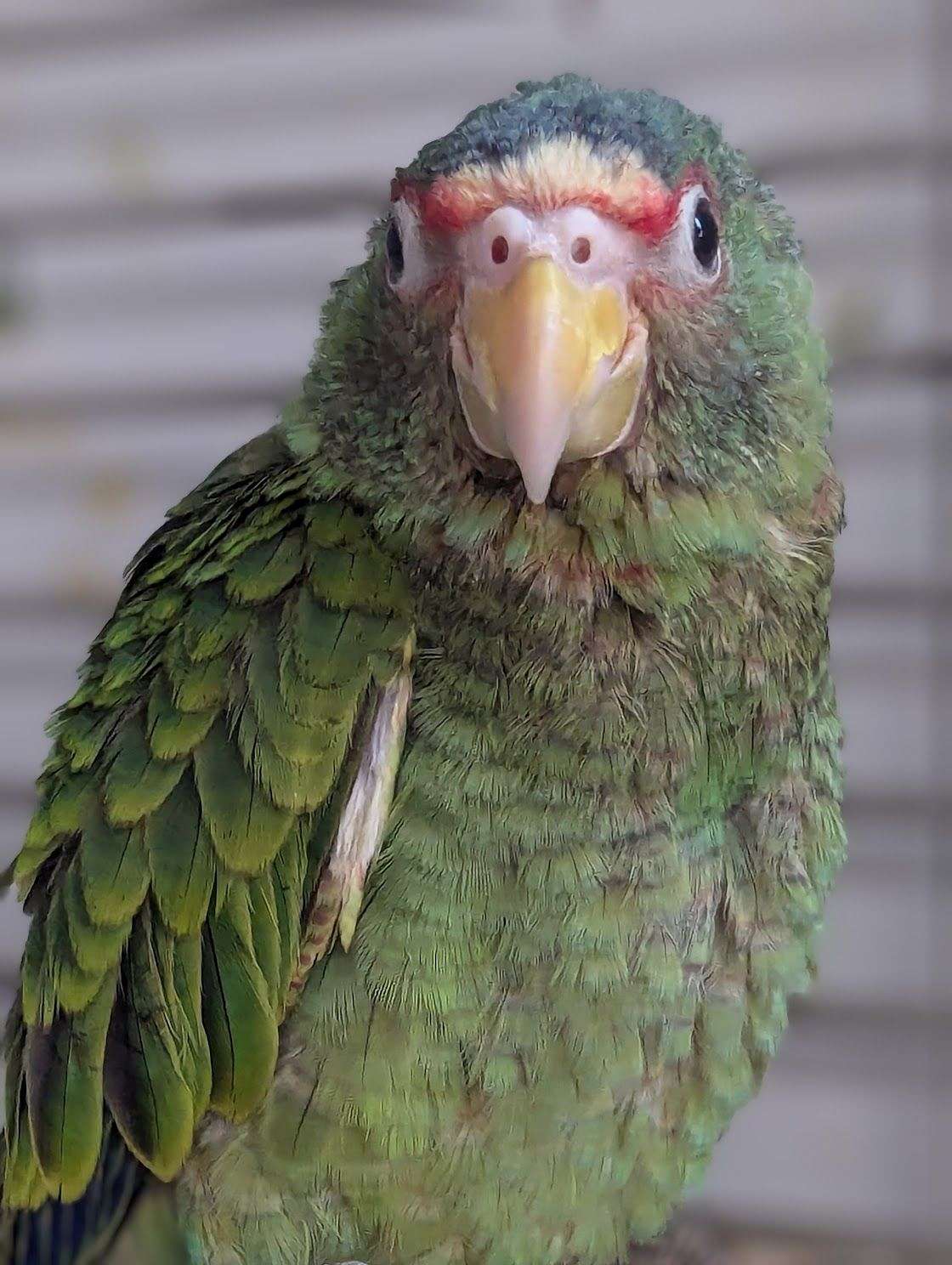 White Fronted Amazon   White Front Amazon Parrot For Sale 