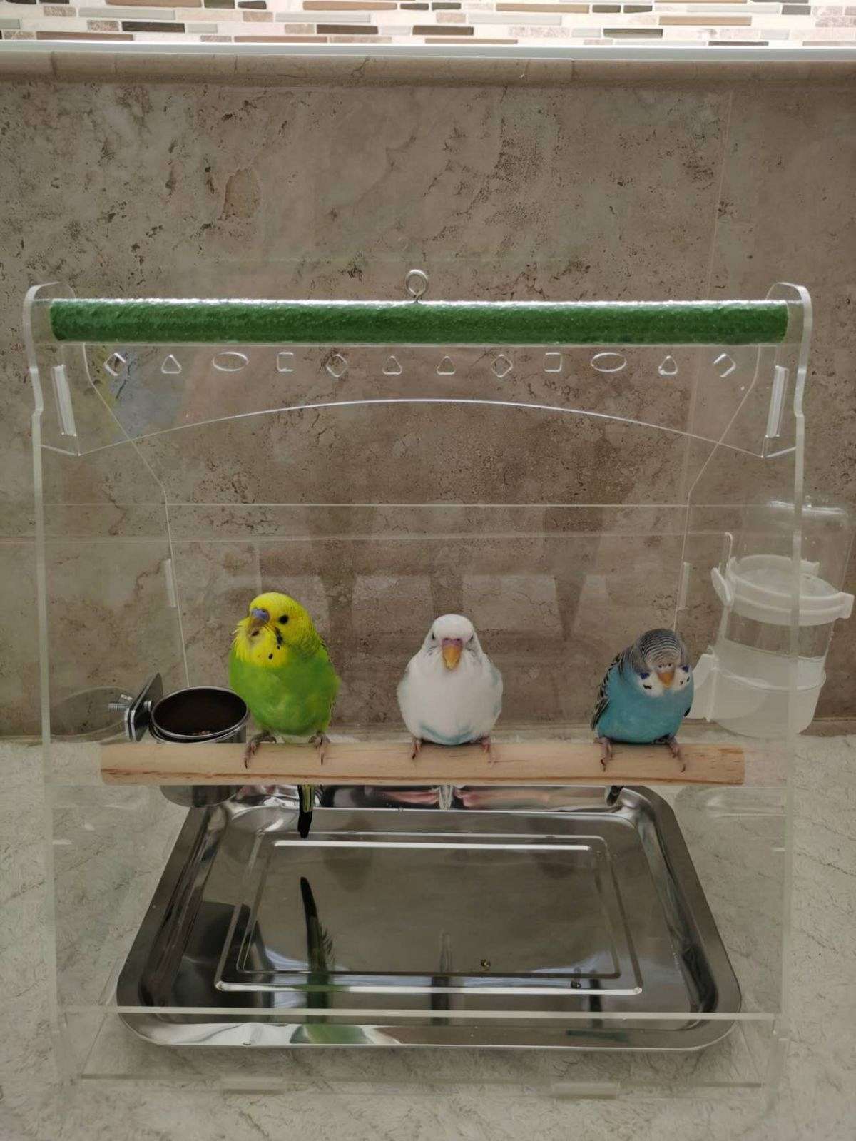 Budgie for Sell