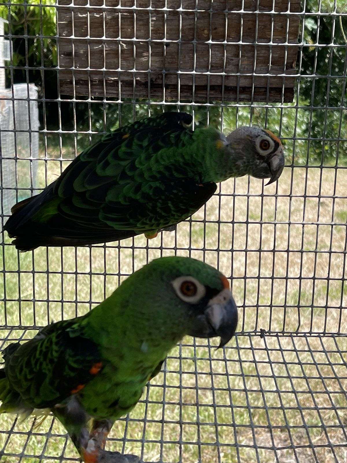 Proven Jardines Parrot pair