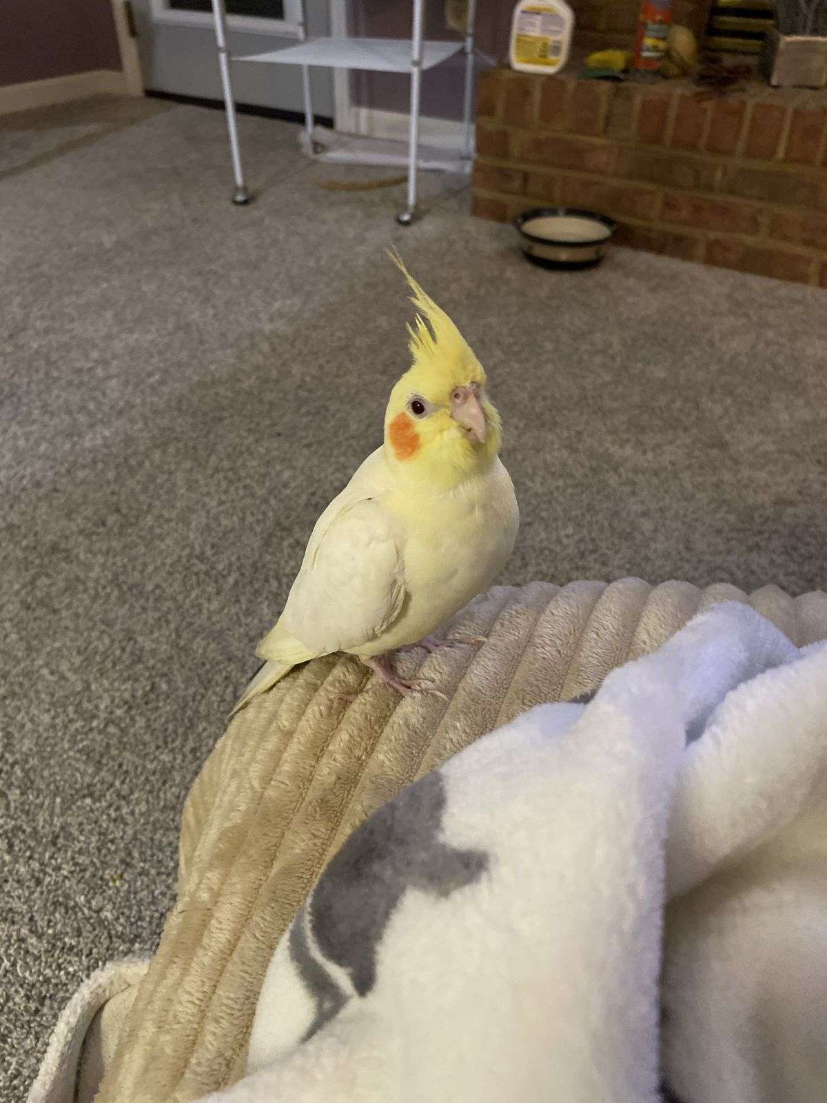 Two & I/2 year old female Lutino cockatiel