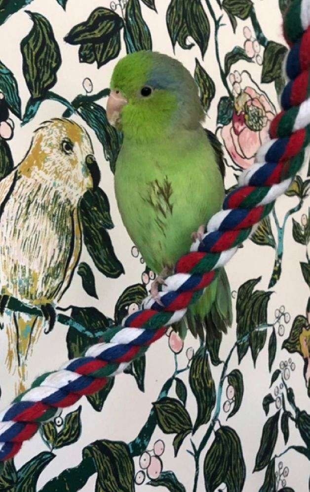 Parrotlet