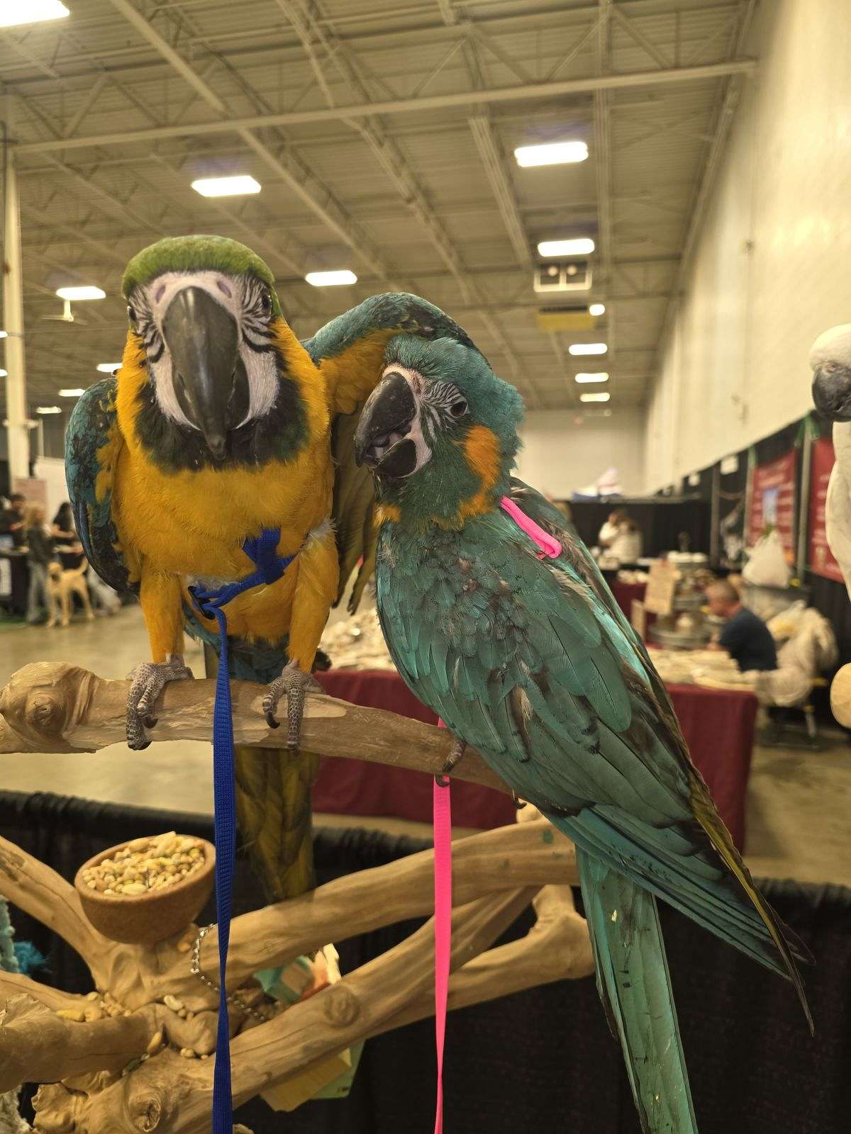 Picture of Baby macaws