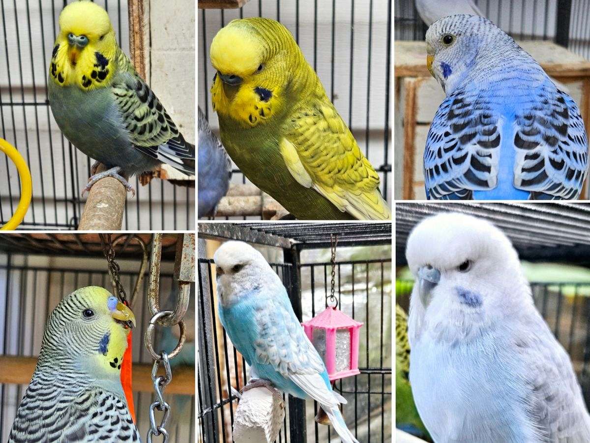 Parakeet for rehoming