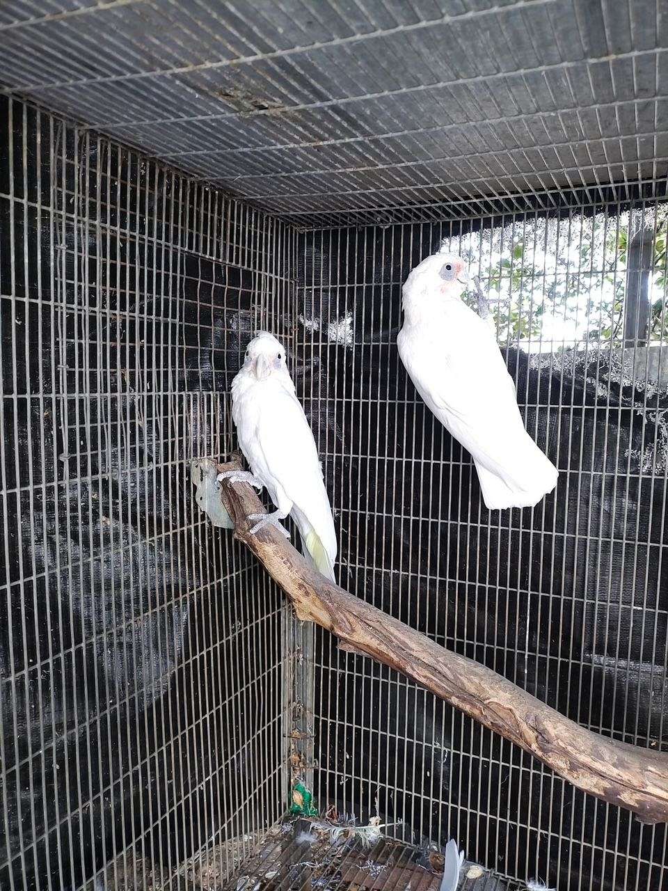 Curated visual reference: Bare Eyed Cockatoo Parrotlet Bird Size Reference: Bare Eye Cockatoo Pair