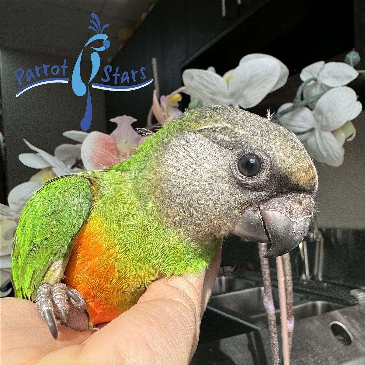 Baby Senegal Parrot Available at Parrot Stars!