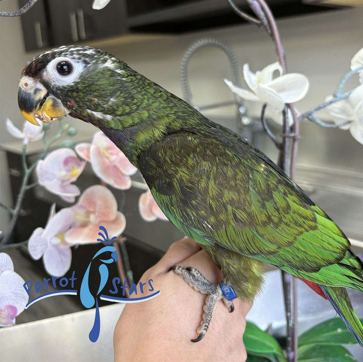 Baby Maximilian Pionus Available at Parrot Stars!