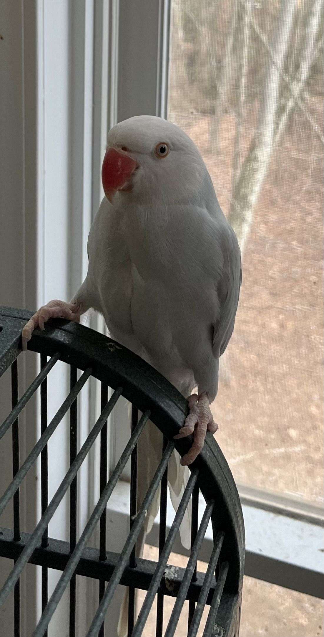 Pallid Indian Ringneck