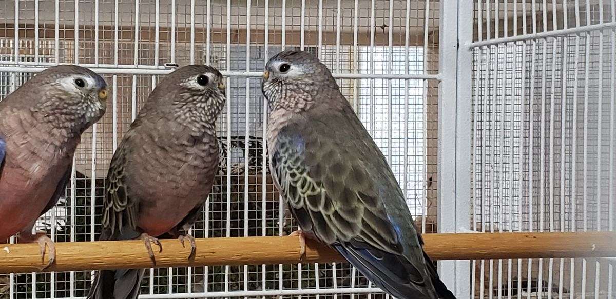 Bourke Parakeet Pair