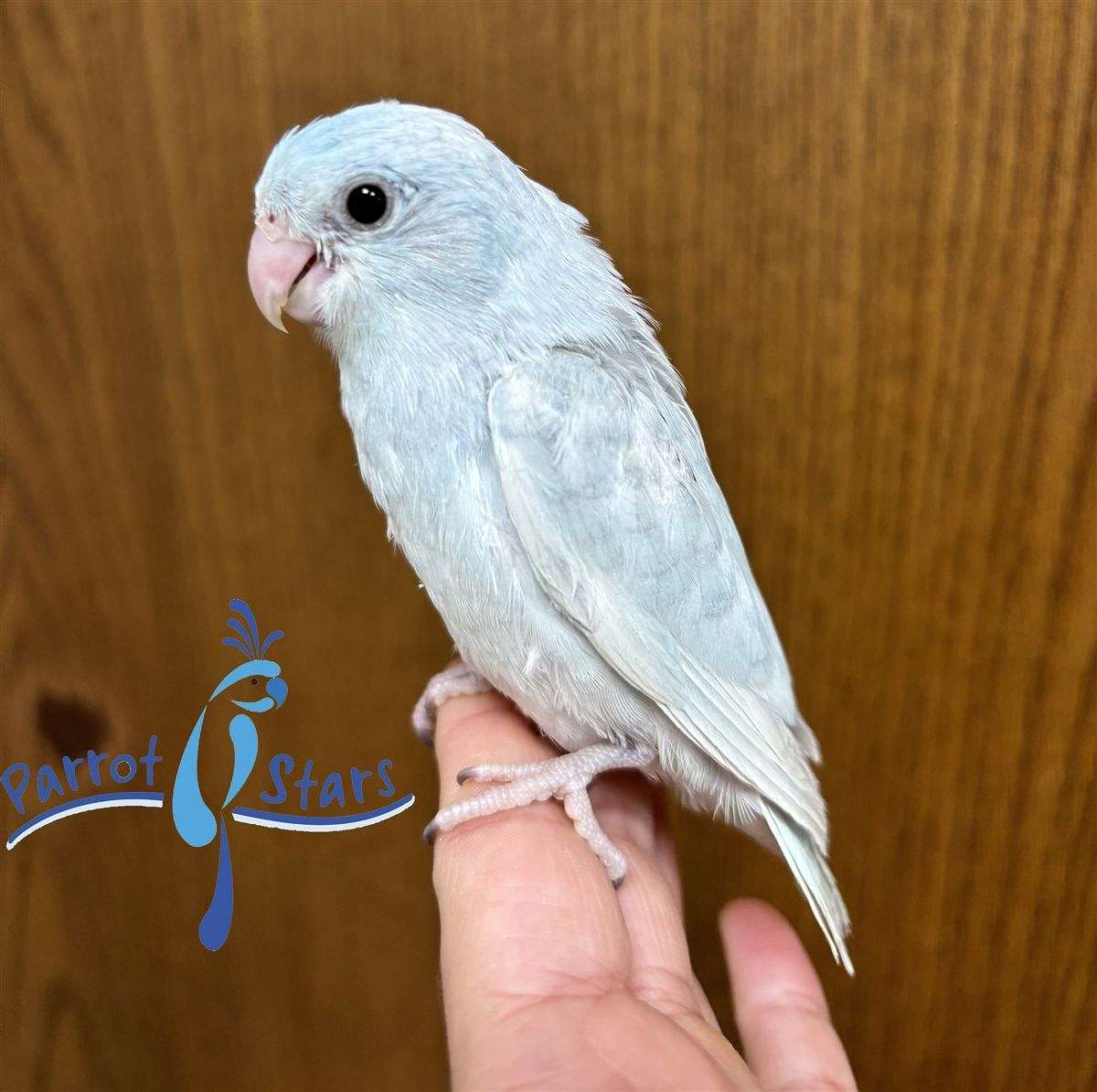 Photo inspiration: Baby American White Pacific Parrotlet Available At Parrot Stars Photo Inspiration