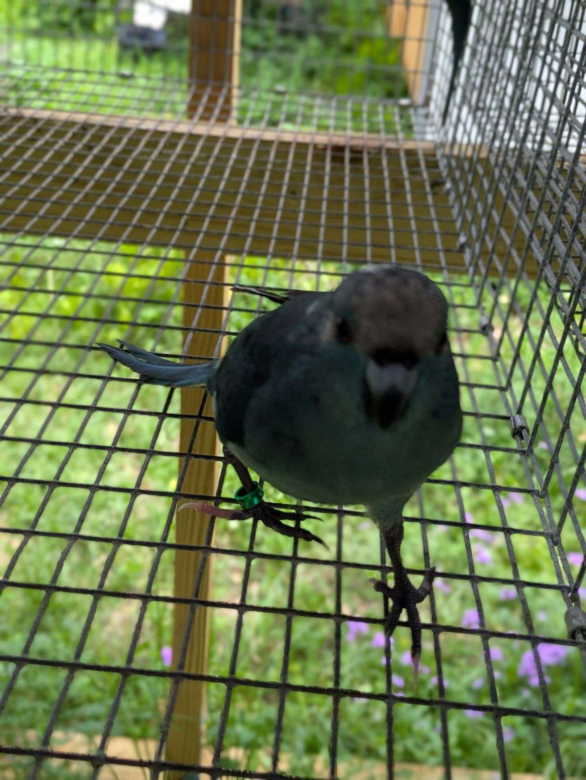 Kakariki babies