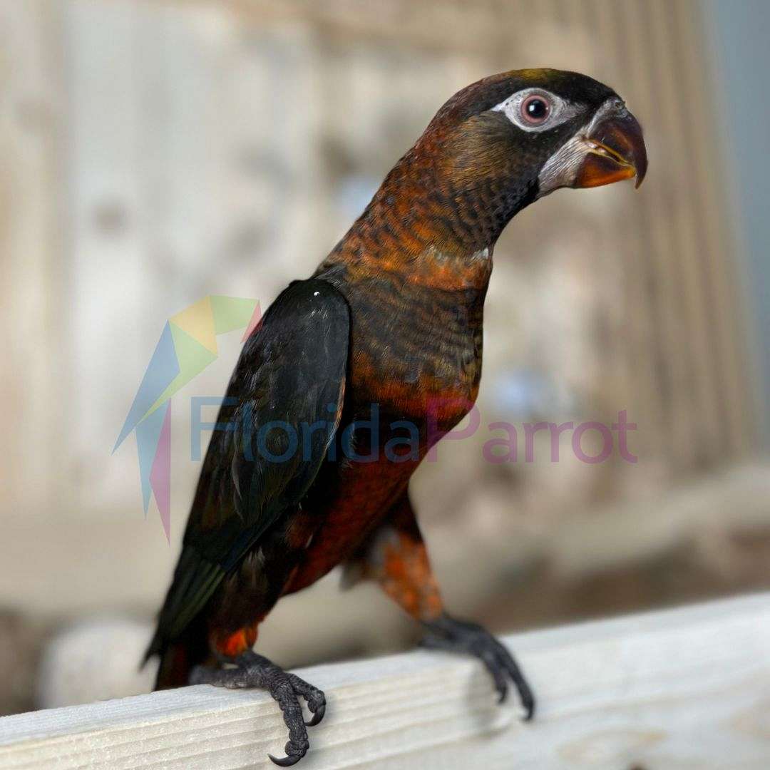 Dusky Lory