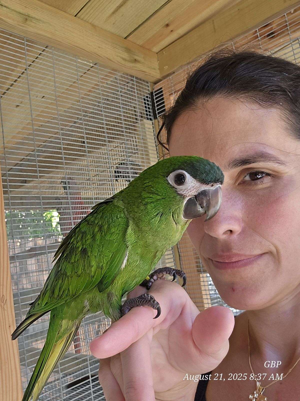A closer look at Macaws For Sale In Florida