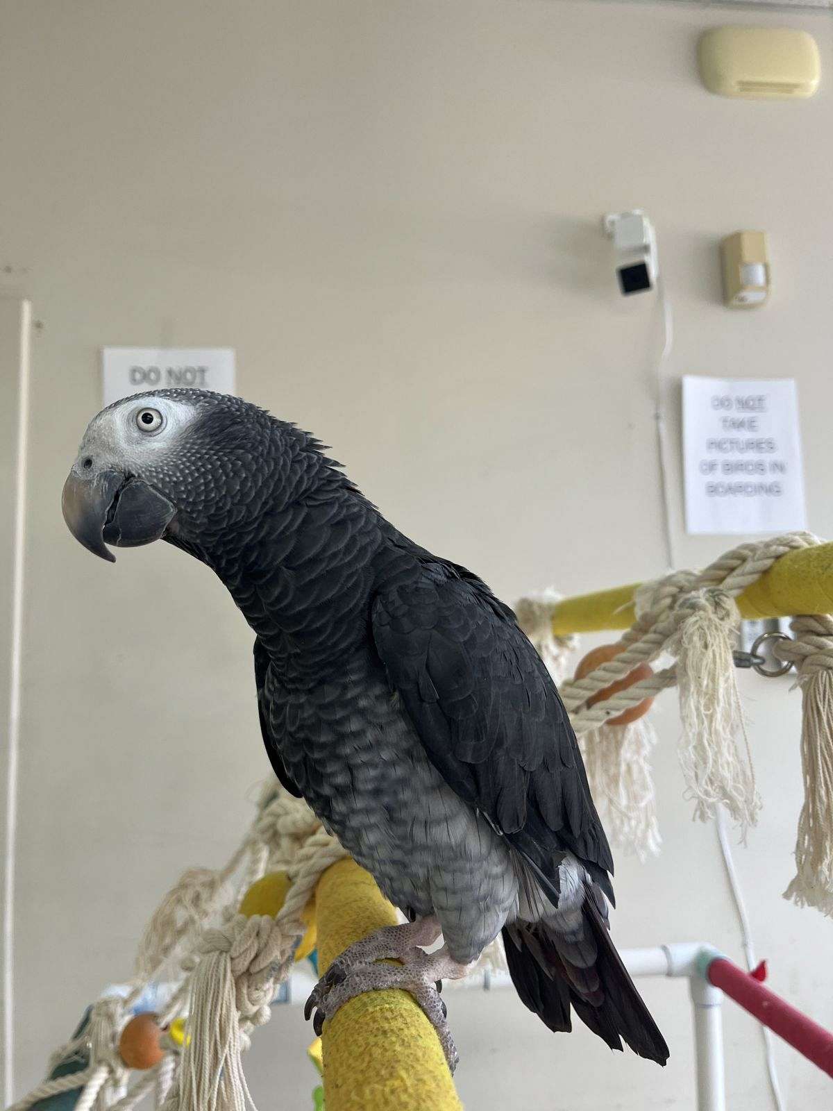 Timna Parrot Timneh