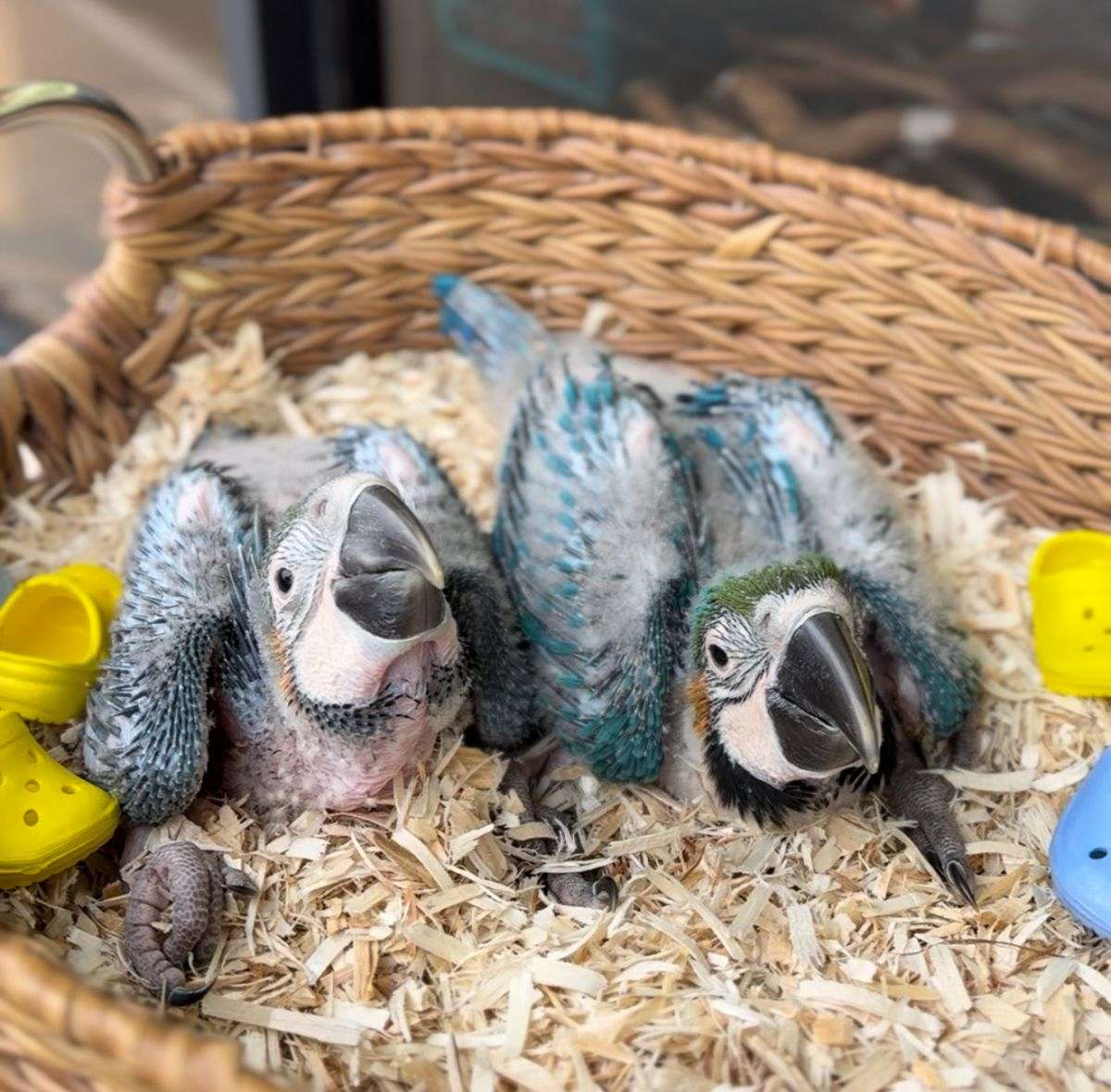 Picture of Blue and Gold Macaws